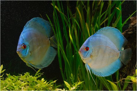 copyright R. Callewaert